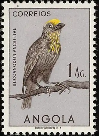 Description de l'image Stamp of Angola - 1951 - Colnect 167066 - Sladen s Barbet Gymnobucco anchietae.jpeg.