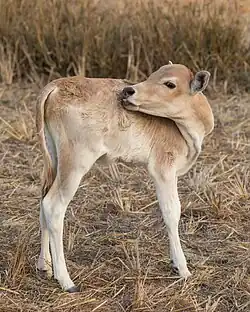 Veau couleur sable se grattant le dos avec les dents, le cou tourné à 180 degrés, dans la campagne de Don Det, Laos. Mars 2021.