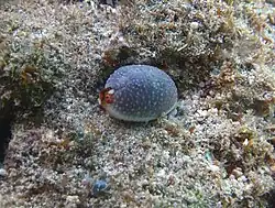 S. staphylaea à La Réunion.