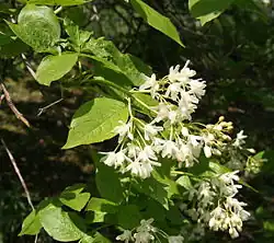 Fleurs de Staphylea colchica