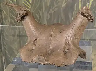 Image illustrative de l’article Star Carr