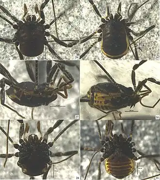 Description de l'image Starengovia quadrituberculata (10.3897-zookeys.770.25491) Figures 26–31.jpg.