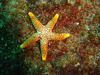 Ferdina mena au Mozambique.
