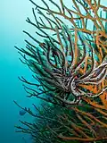 Comatule dans des coraux