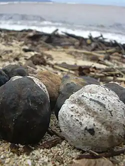 Noix de Bancoule dans une laisse de mer sur la plage de Kanaha (Maui).