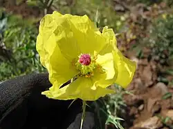 Fleur, stigmates rouges.