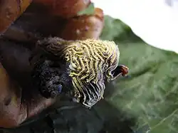 Fleur, style de 9–10&nbsp;cm et stigmate en massue strié