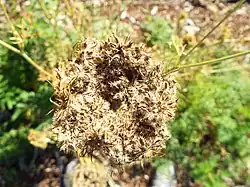 Photo en couleur d'une ombelle en fruit.