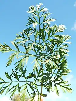 Photo en couleur d'une feuille finement découpée, vue du dessus sur un fond de ciel bleu.