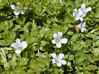 Description de l'image Starr_010818-0007_Bacopa_monnieri.jpg.