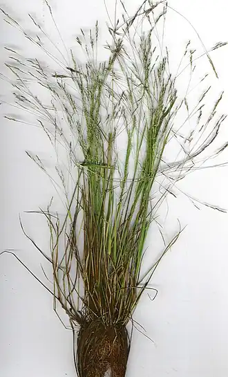 Description de l'image Starr 020508-9002 Agrostis avenacea.jpg.