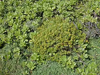 Description de l'image Starr_021012-0040_Bidens_hillebrandiana.jpg.