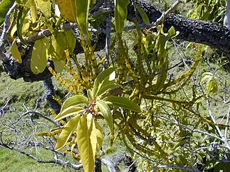 Description de l'image Starr 030222-0115 Korthalsella complanata.jpg.