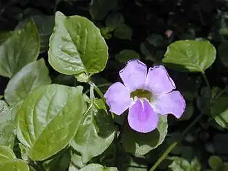 Description de l'image Starr 030415-0001 Asystasia gangetica.jpg.