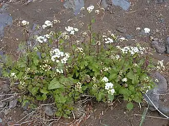 Description de l'image Starr 030419-0047 Ageratina adenophora.jpg.