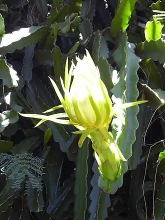 Description de l'image Starr_030702-0001_Hylocereus_undatus.jpg.