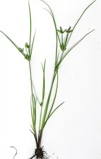 Description de l'image Starr_030807-9004_Cyperus_compressus.jpg.