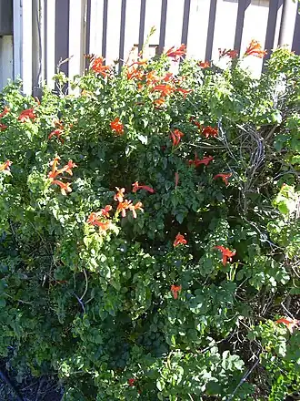 Description de l'image Starr 040925-0022 Tecoma capensis.jpg.