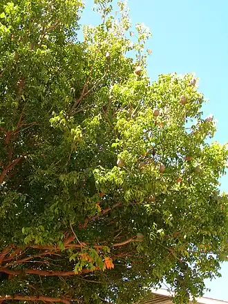 Description de cette image, également commentée ci-après