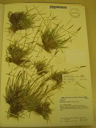 Description de l'image Starr 050729-3197 Sporobolus filiferus.jpg.