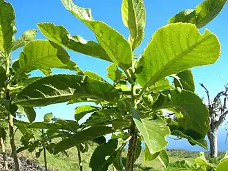 Description de cette image, également commentée ci-après