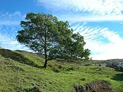 Acacia mearnsii adulte.