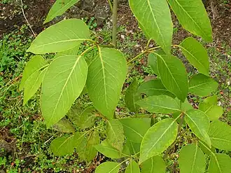 Description de cette image, également commentée ci-après