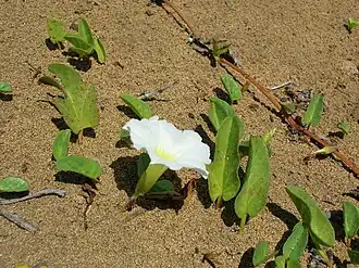 Description de l'image Starr 060703-8328 Ipomoea imperati.jpg.