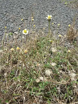 Description de l'image Starr 060721-9557 Tridax procumbens.jpg.