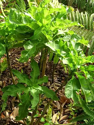 Description de cette image, également commentée ci-après