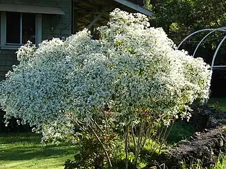 Description de l'image Starr 061208-2205 Euphorbia leucocephala.jpg.
