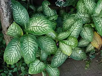 Description de cette image, également commentée ci-après