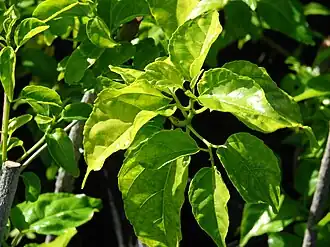 Description de cette image, également commentée ci-après