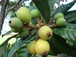 Fruits en cours de maturation.
