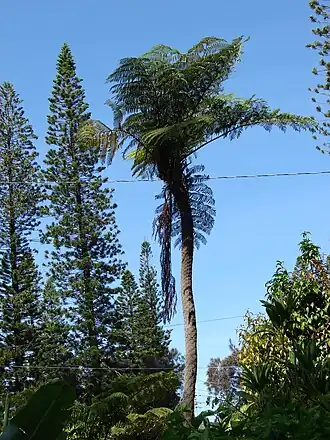 Description de l'image Starr 070403-6395 Sphaeropteris cooperi.jpg.