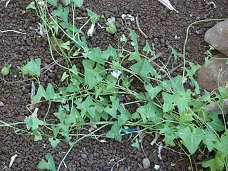 Description de l'image Starr 071024-0123 Maurandya antirrhiniflora.jpg.