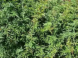 Aspect hors floraison