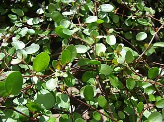 Description de l'image Starr 080117-1635 Muehlenbeckia complexa.jpg.