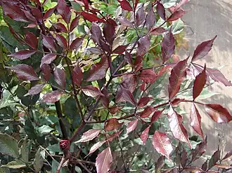 Description de l'image Starr 080117-2004 Leea guineensis.jpg.