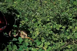 Description de cette image, également commentée ci-après