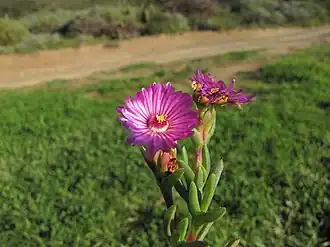 Description de l'image Stayneria neilii 15272840.jpg.