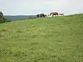 Paysage avec chevaux.