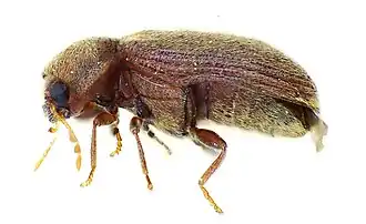 En vue latérale on aperçoit la tête dépassant du corselet