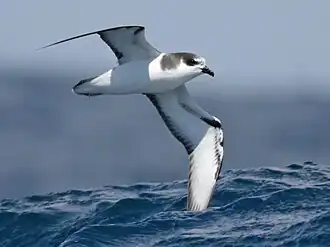 Description de l'image Stejneger's petrel wing ocean.jpg.
