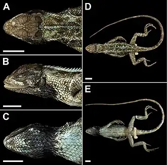 Description de l'image Stenocercus aculeatus (10.3897-evolsyst.4.57578) Figure 15.jpg.