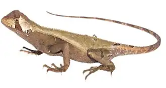 Description de l'image Stenocercus scapularis (10.3897-evolsyst.4.57578) Figure 16 (cropped).jpg.