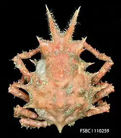 Stenocionops furcatus.