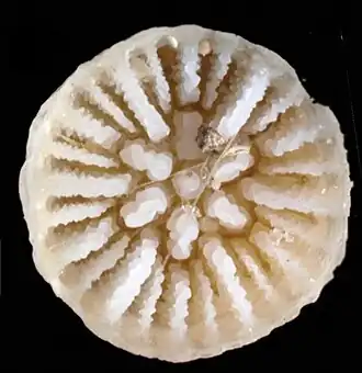 Calice calcaire d'un corallite de Stenocyathus vermiformis (séché).