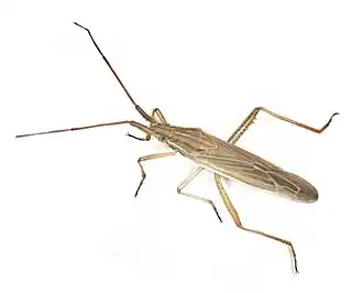 Description de l'image Stenodema calcarata (Miridae) - (imago), Elst (Gld), the Netherlands - 2.jpg.