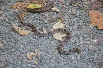 Description de l'image Stenorrhina degenhardtii.png.